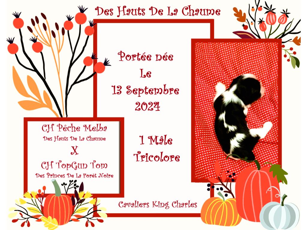 chiot Cavalier King Charles Spaniel Des Hauts De La Chaume