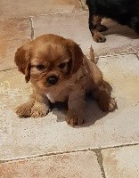 Des Hauts De La Chaume - Cavalier King Charles Spaniel - Portée née le 28/09/2020