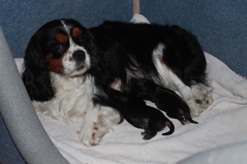 Des Hauts De La Chaume - Cavalier King Charles Spaniel - Portée née le 08/07/2015