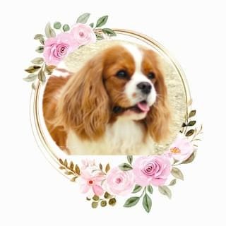 Phoebe Des Hauts De La Chaume