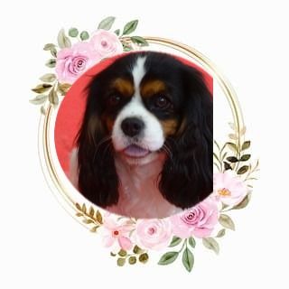 Promise me the moon Des Hauts De La Chaume