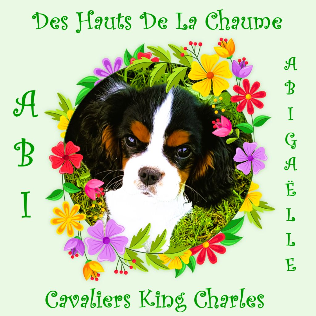 Abigaëlle Des Hauts De La Chaume