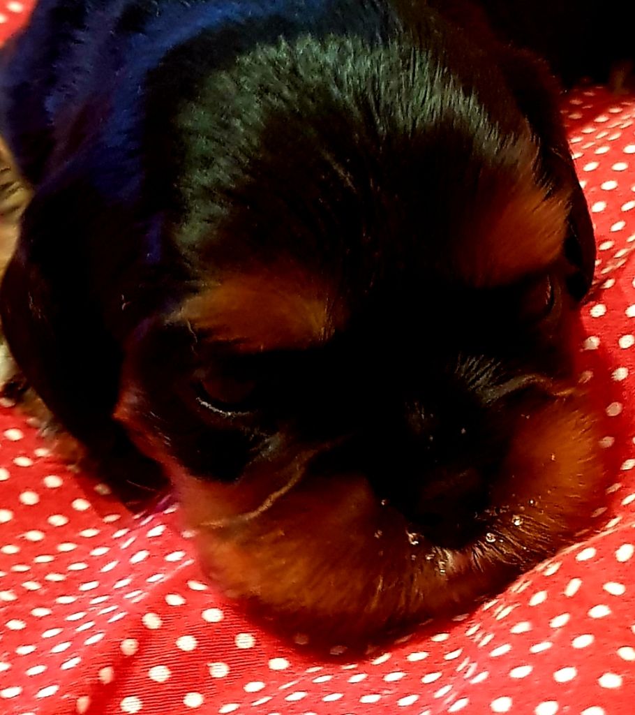 Des Hauts De La Chaume - Cavalier King Charles Spaniel - Portée née le 27/05/2021