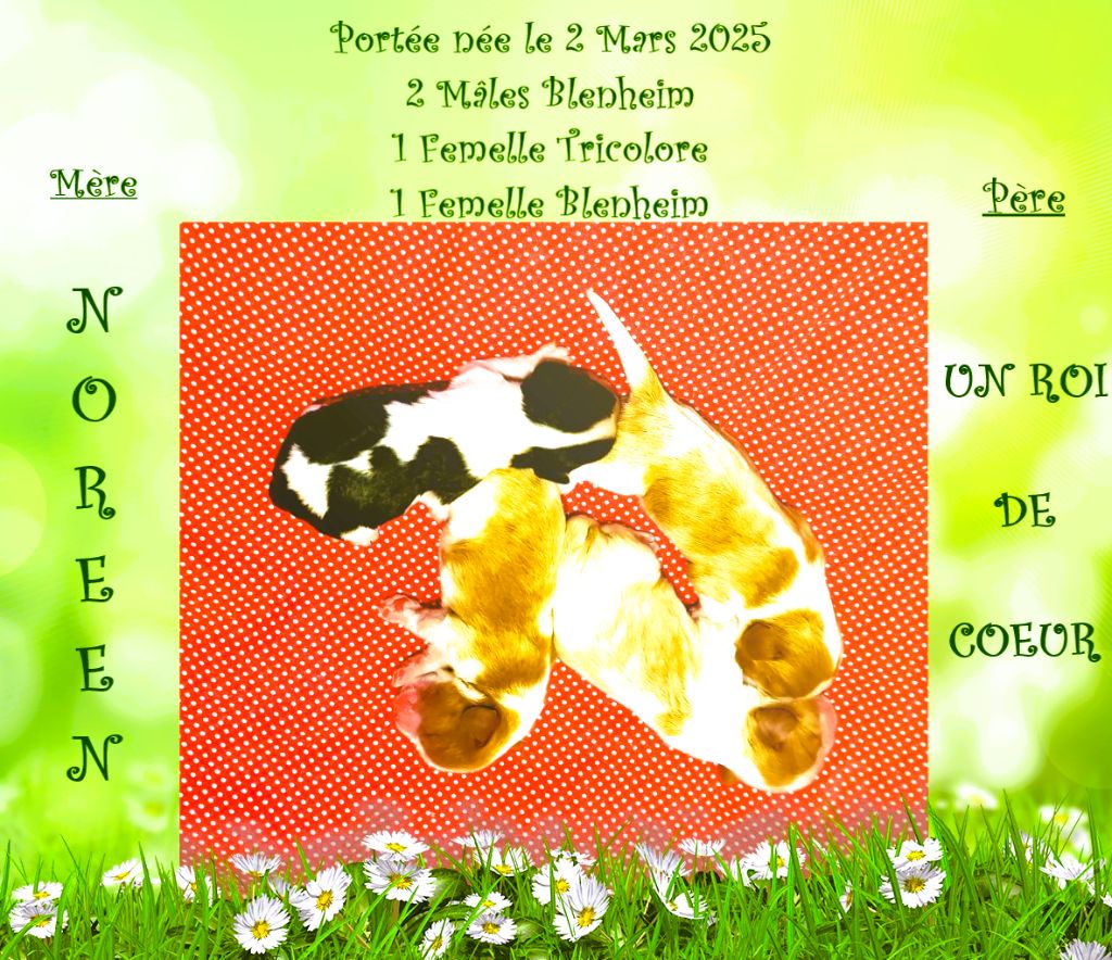 Chiot Cavalier King Charles Spaniel Des Hauts De La Chaume