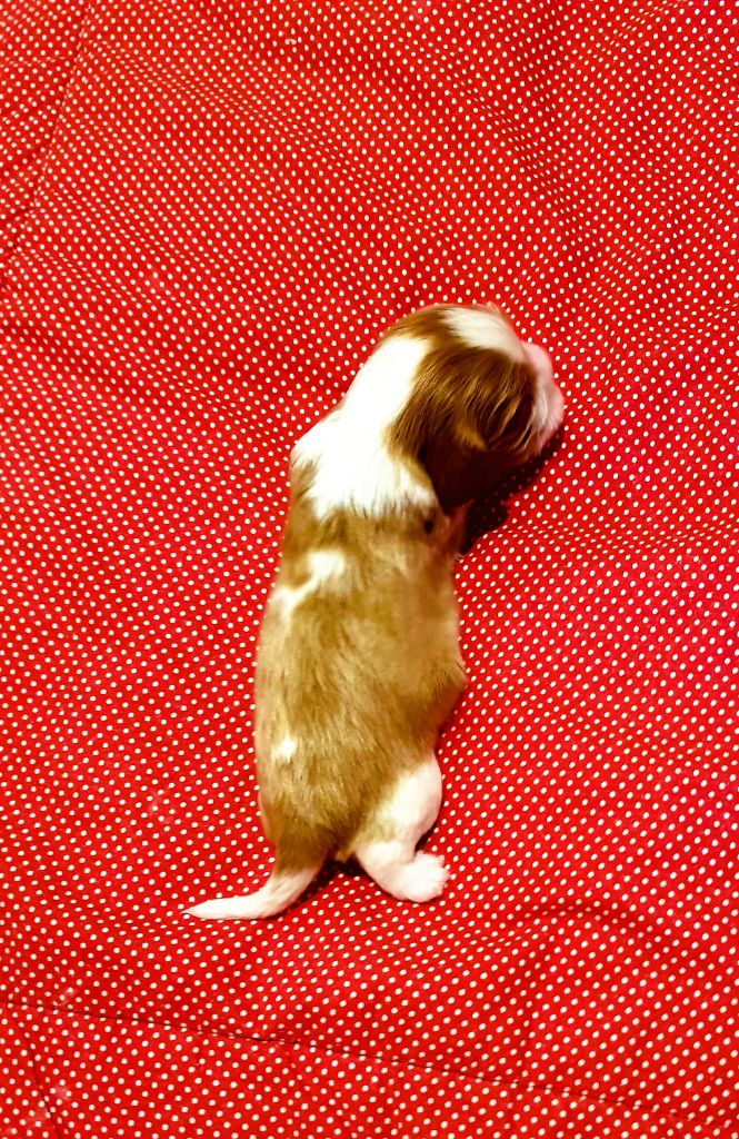 Des Hauts De La Chaume - Chiots disponibles - Cavalier King Charles Spaniel