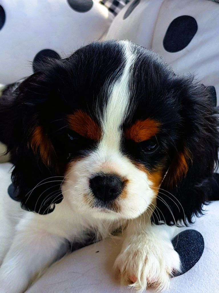 Des Hauts De La Chaume - Chiots disponibles - Cavalier King Charles Spaniel
